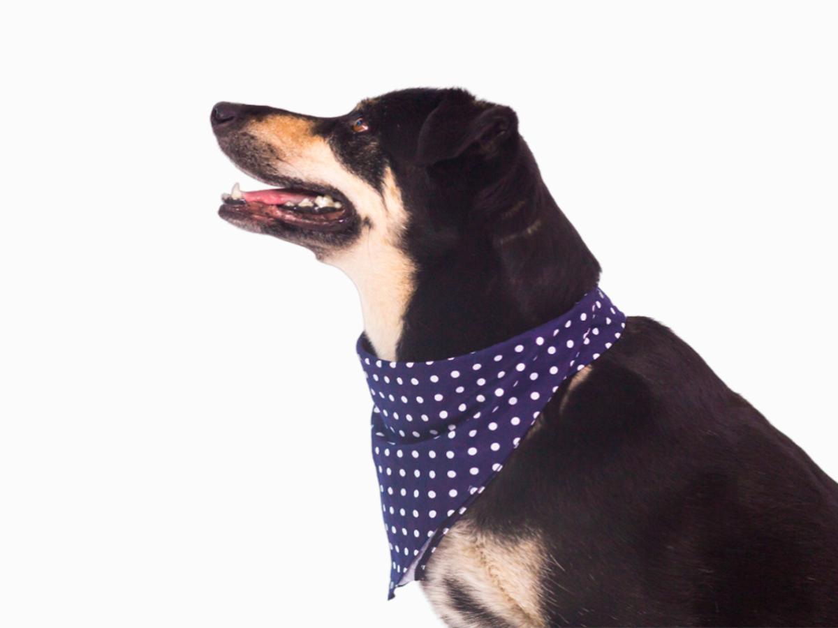 Бандана ошейник для собак "Fashionable pet"