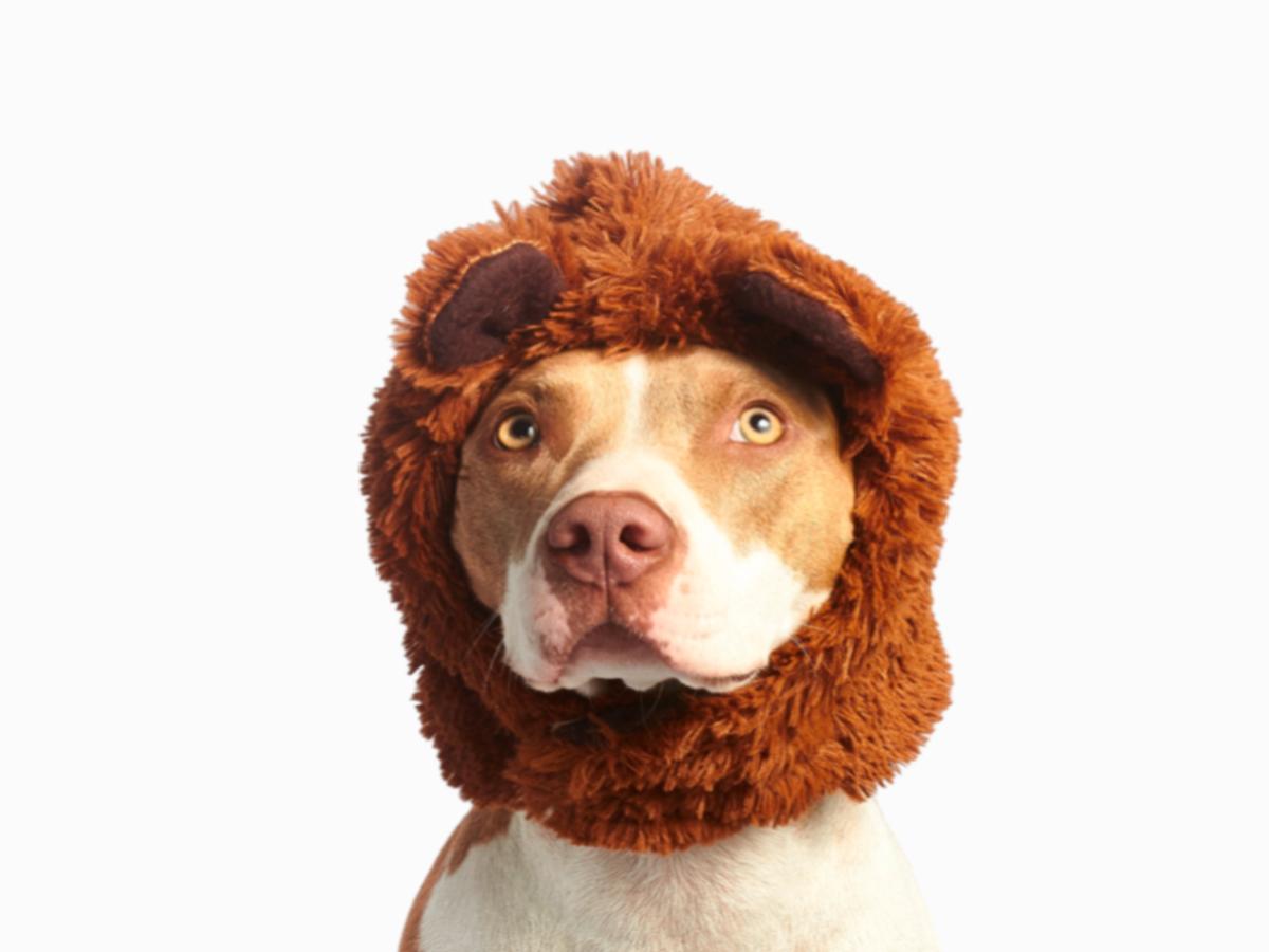 Шапка-капор для собак "DogMe"