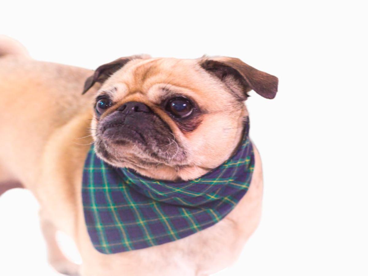 Бандана ошейник для собак "Pawstar"