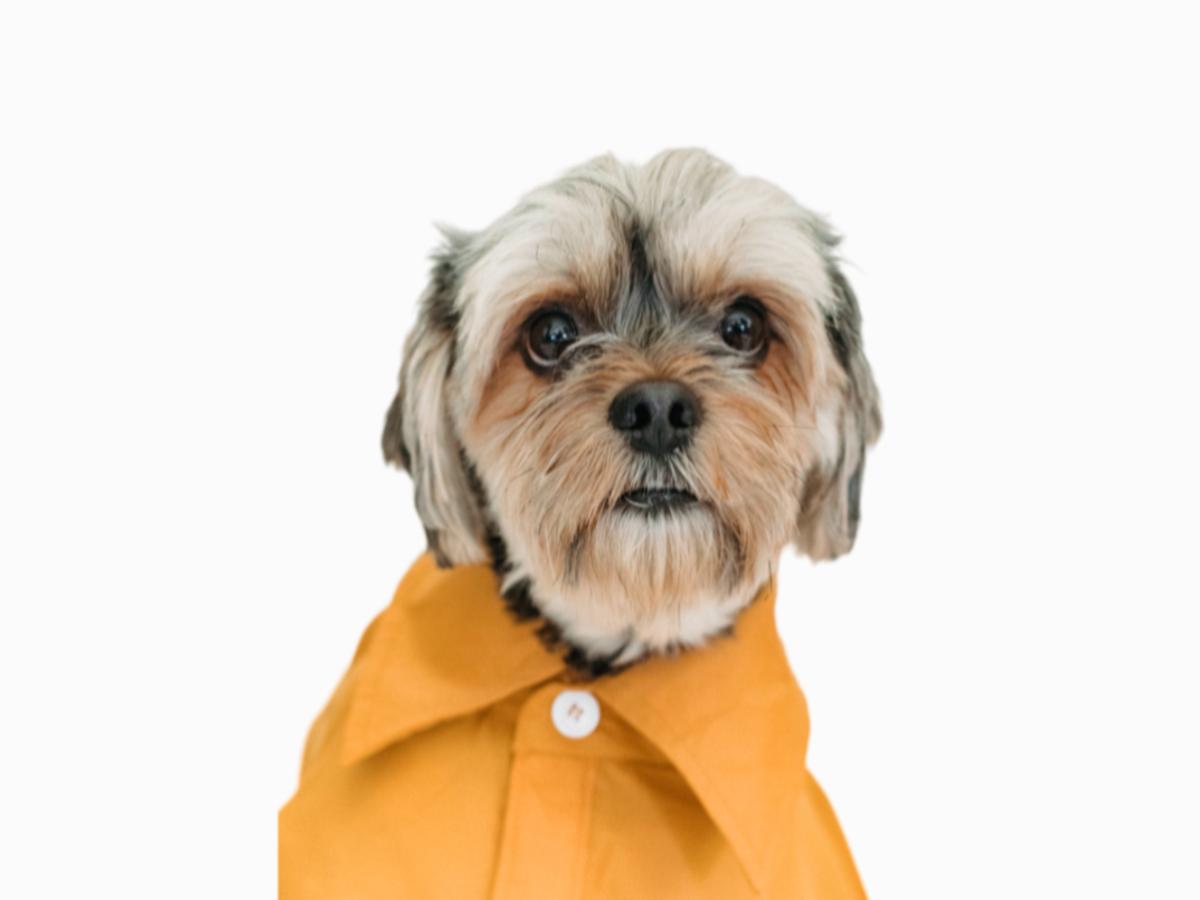 Рубашка для собак "Pretty pet"